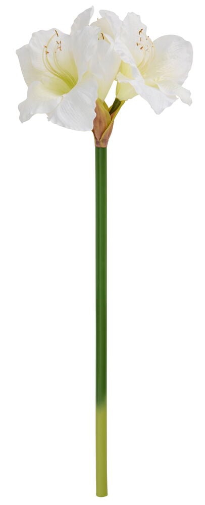 En hvit Amaryllis Luxe 68 cm kunstig blomst med to hvite blomster og en lang grønn stilk.