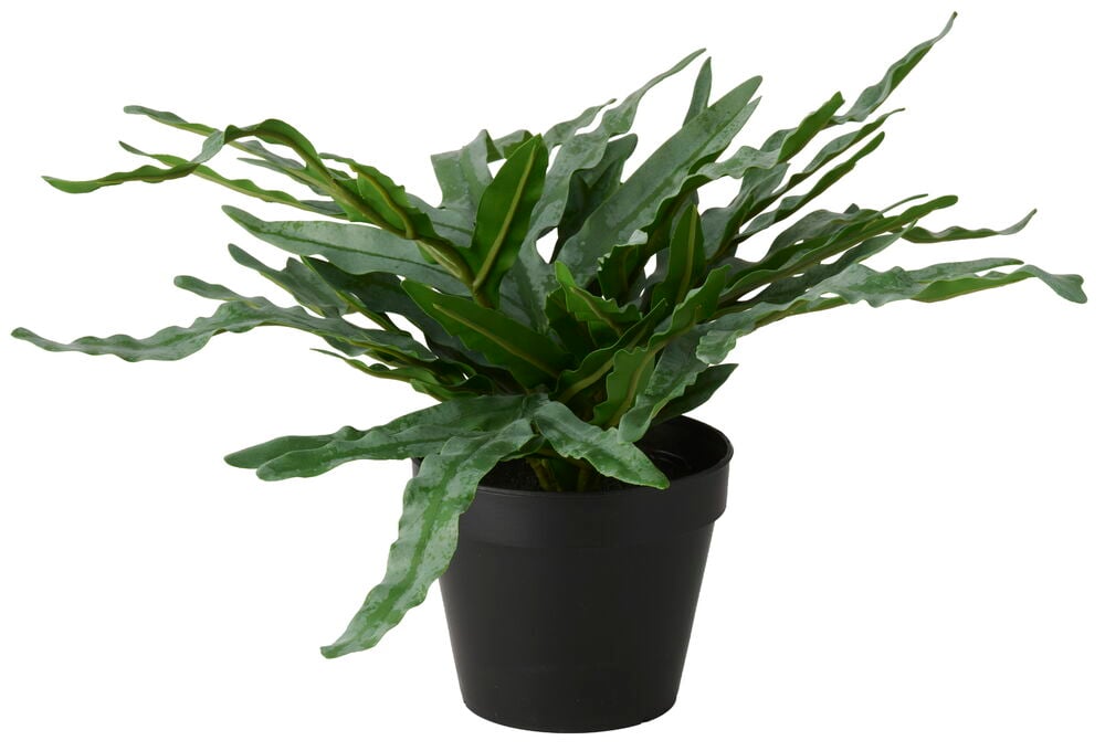 En Krukväxt Ormbunke Hartassbräken med gröna vågiga blad i en svart kruka.