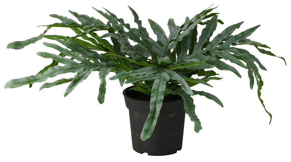 En grön Krukväxt Ormbunke Hartassbräken 32 cm med vågiga blad i en svart kruka, isolerad på vitt.