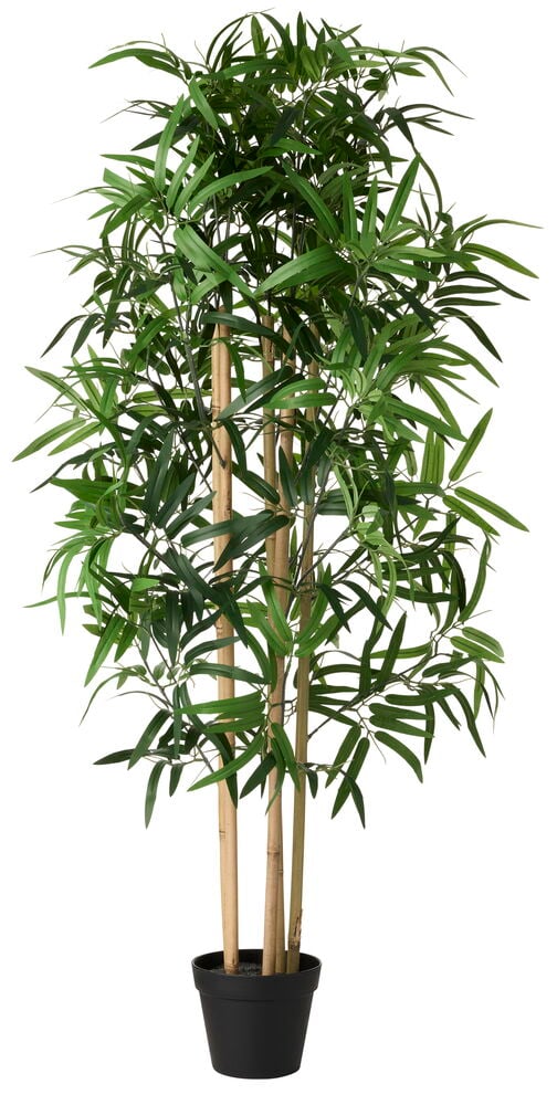 En 120 cm hög krukväxt Bambu med ljusbruna stammar och gröna blad i svart kruka.