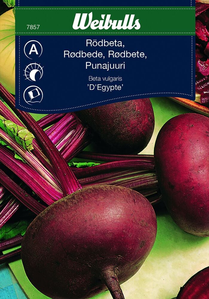 Tummanpunaisia pyöreitä punajuuria lehtineen vihreällä pinnalla.