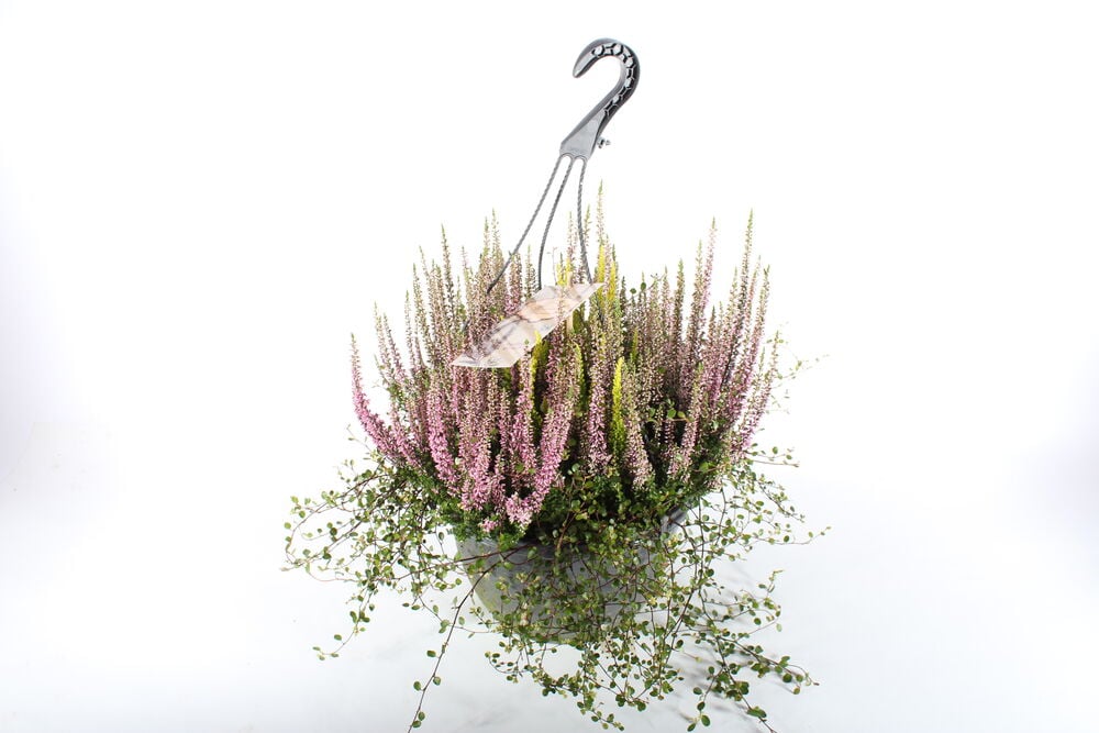Amppeli Calluna Heidemix vaaleanpunaisilla ja kellanvihreillä kanervakukilla sekä riippuvilla vihreillä kasveilla harmaassa ruukussa.