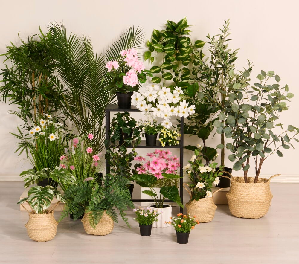 Krukväxter i blandade färger i svarta krukor.