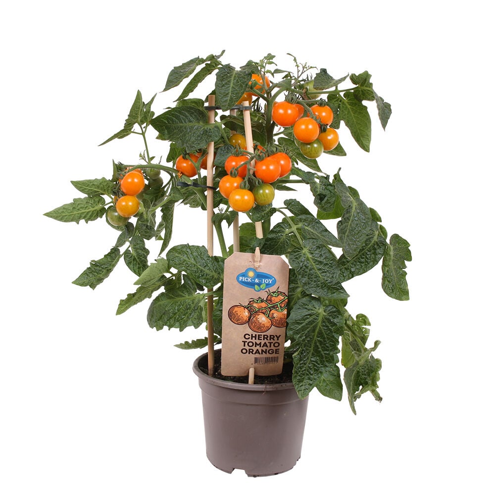 Kompakti tomaatin taimi, jossa on oransseja kirsikkatomaatteja ruukussa.