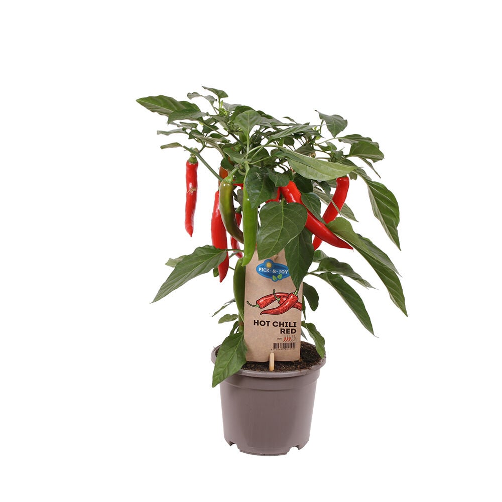 Punainen chilipaprikakasvi ruskeassa ruukussa.