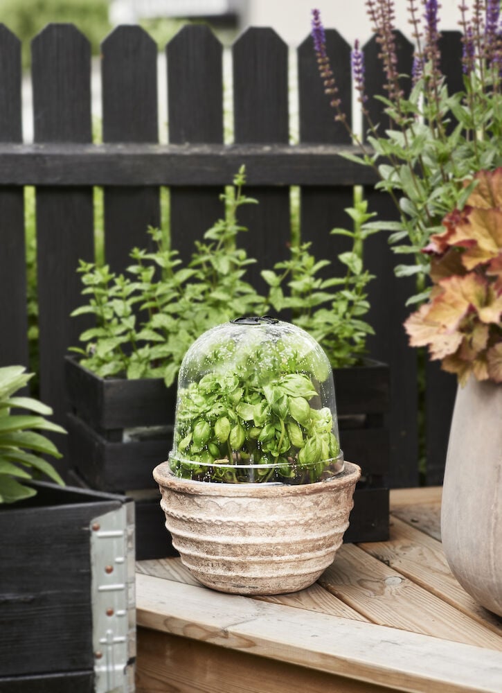 Pflanzenkuppel mit Kräutern auf einem Holztisch im Freien.