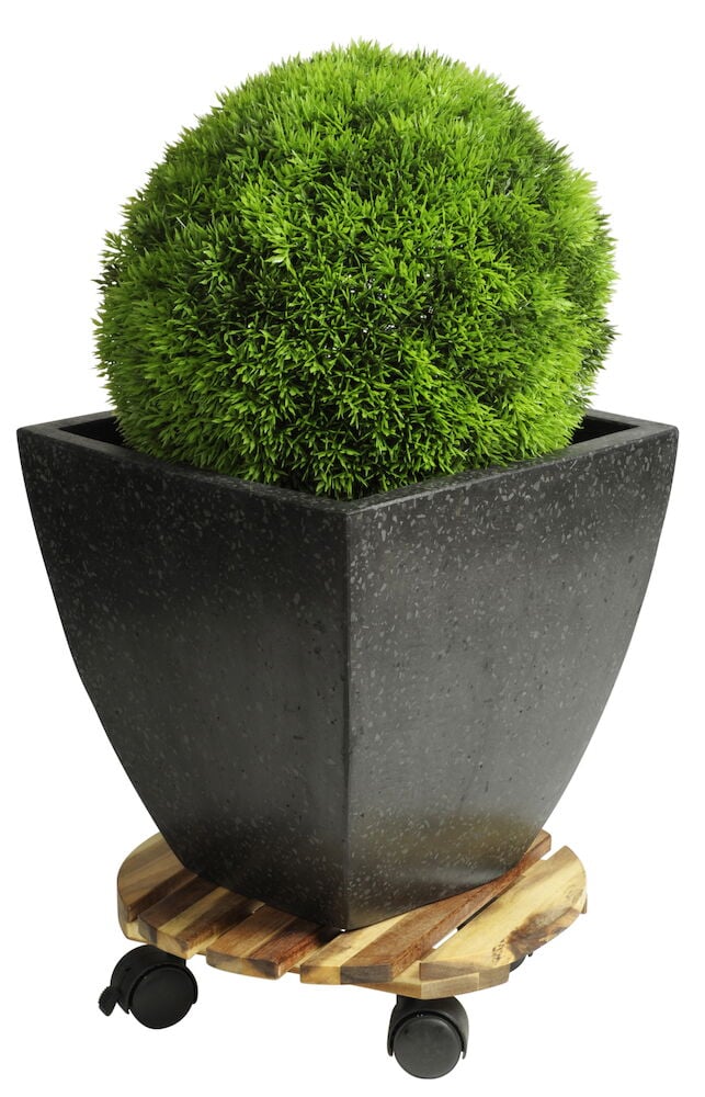 Schwarzer Topf mit Pflanze auf einer rollenden Holzplattform.
