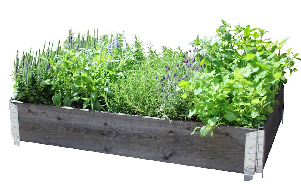 Svart odlingslåda i trä med grönska och örter.