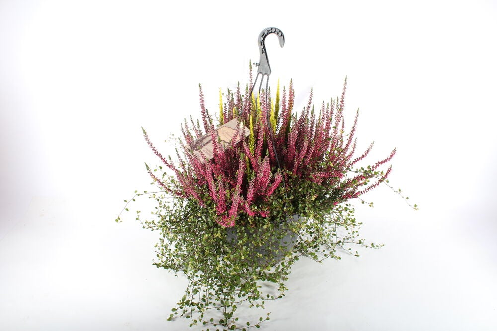 Amppeli Calluna Heidemix