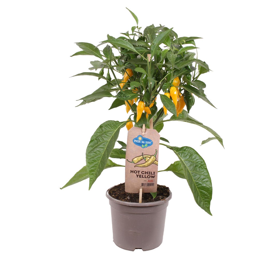 Keltainen chilipuu ruskeassa muovipurkissa etiketin kanssa.