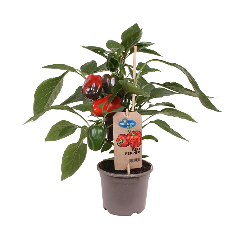 Punainen paprikakasvi ruskeassa ruukussa etiketillä.