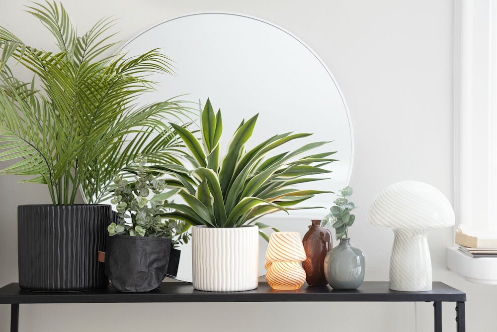 Krukväxt palm i svart kruka på hylla.