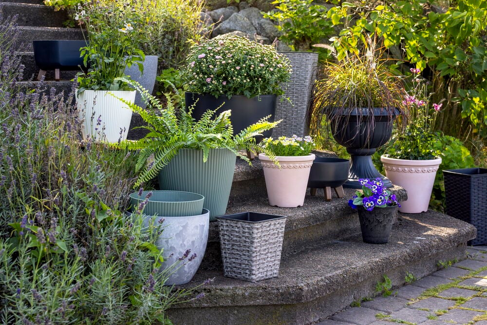 Flera krukor i plast med växter utomhus.