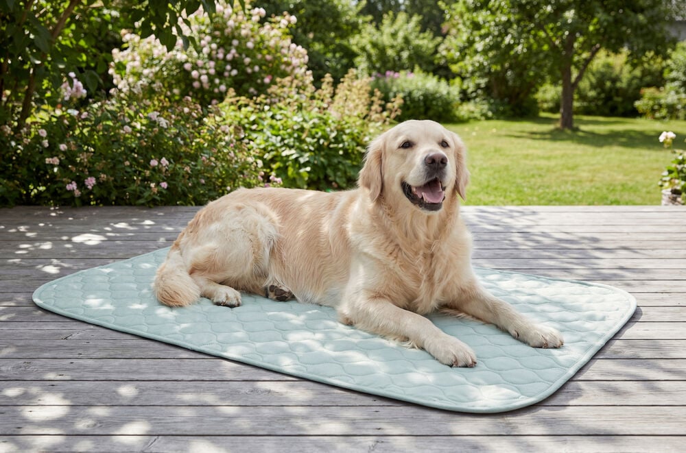 Ljusgrön 90x70 cm Kylmatta, hund med golden retriever liggande på trädäck i en trädgård.
