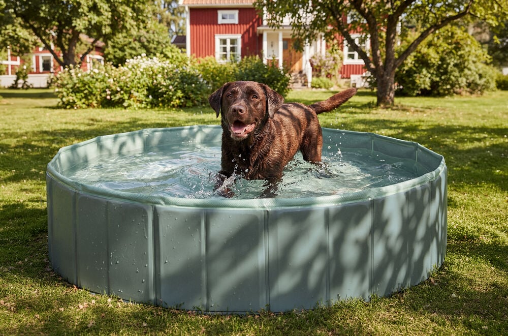En grön Hundpool Pet Club 120x30 cm med en brun labradorhund som plaskar i vatten på en grön gräsmatta.