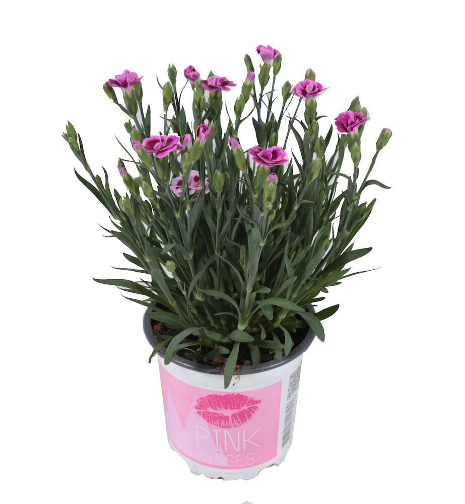 Neilikka vaaleanpunaisilla kukilla muoviruukussa.