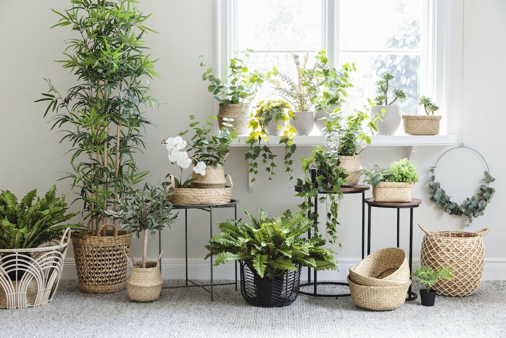 Grön eucalyptuskrans hänger på vit vägg.