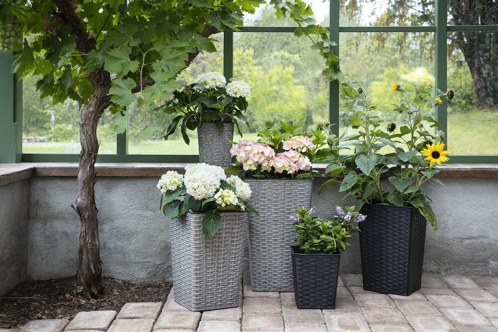 Svart frostsäker kruka i konstrotting med blommor.