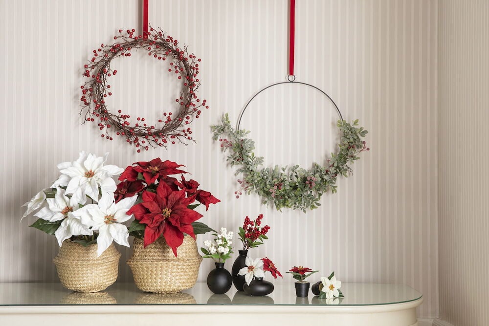 Zimmerpflanze Weihnachtsstern - 4