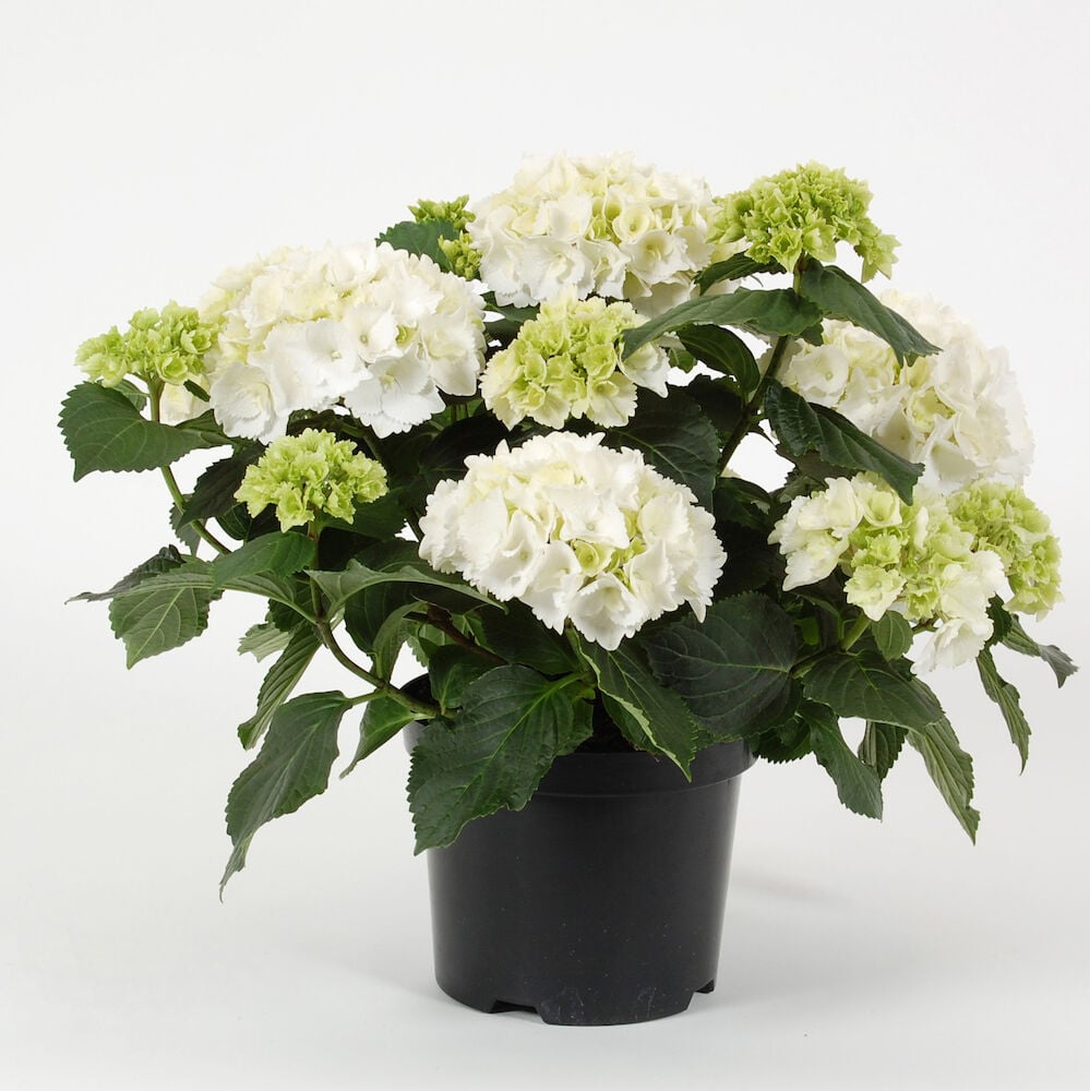 Valkoinen kukkiva hortensia mustassa muoviruukussa.