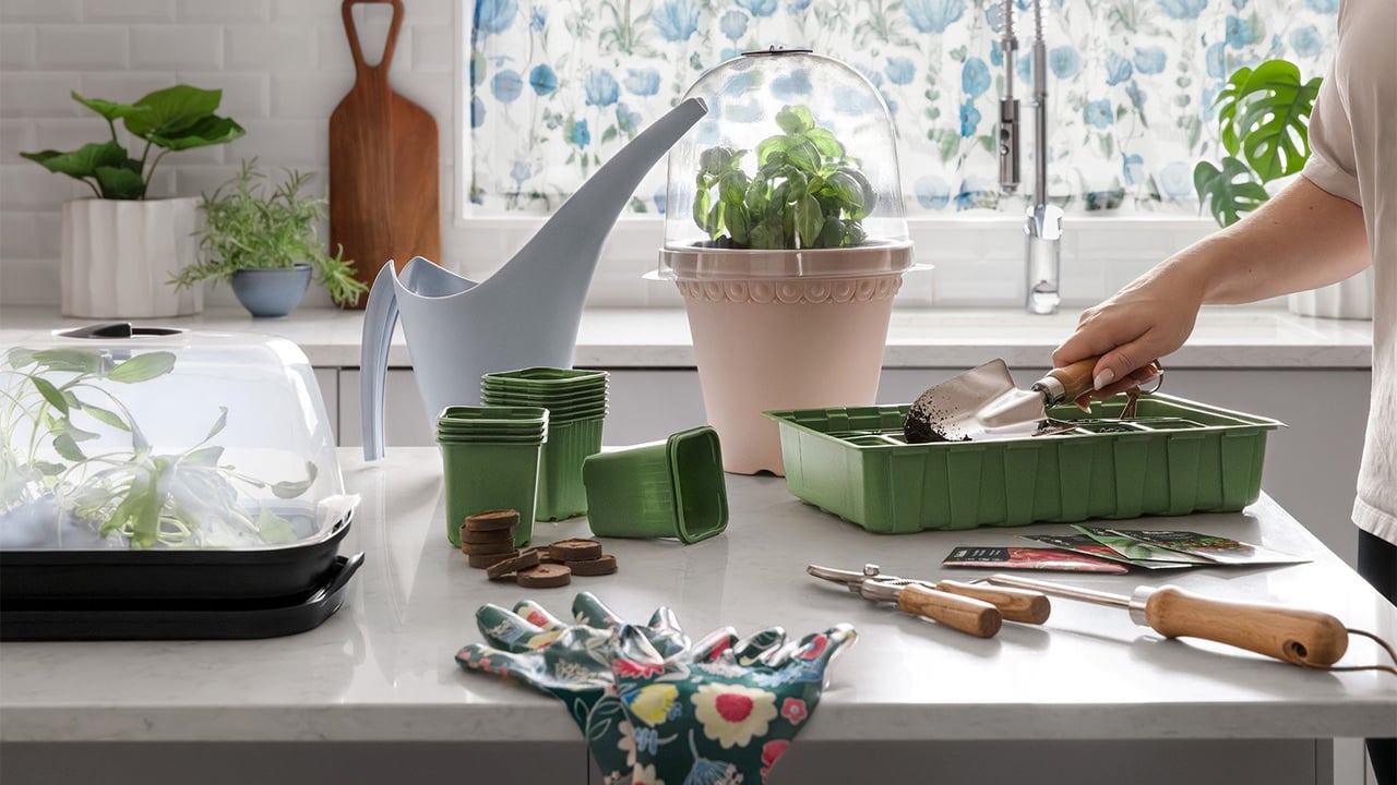 Kylvettyjä kasveja minikasvihuoneessa keittiön saarekkeella, jolla on muoviruukkuja ja viljelybrikettejä.