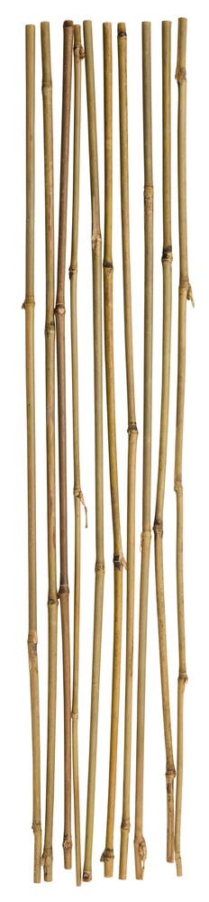 cactus online shop Cactus for Sale| Live Cactus Plants for Sale| Buy Cactus Online 8 Pack main image 1