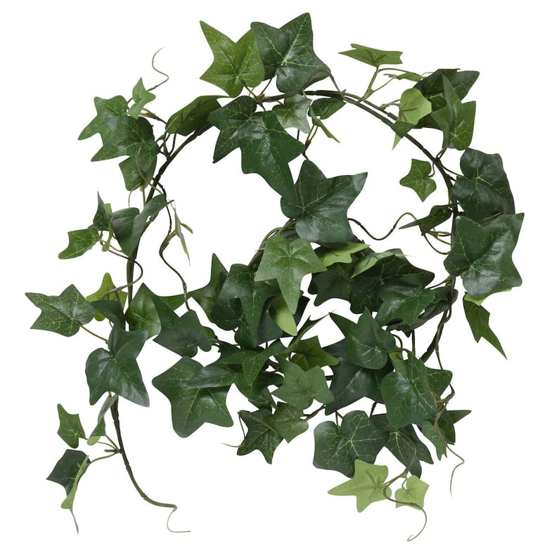 heimische eibe kaufen Eibe (60 - 80 cm) Taxus baccata als starke Ballenware main image 1