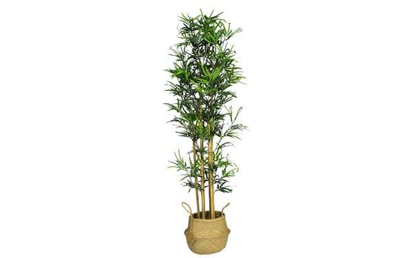 Topfpflanze Bambus 