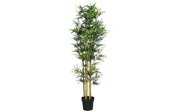 Topfpflanze Bambus 