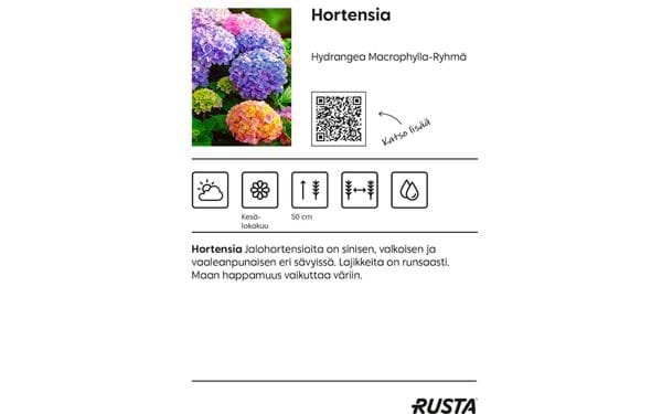 Hortensia 