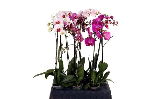Orkidea/Perhosorkidea 