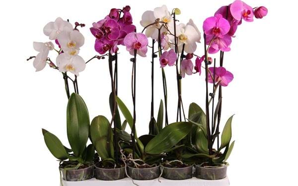 Orkidé/fjärilsorkidé 