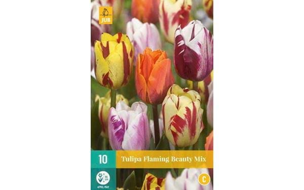 Kukkasipuli Tulip Flaming Beauty mix