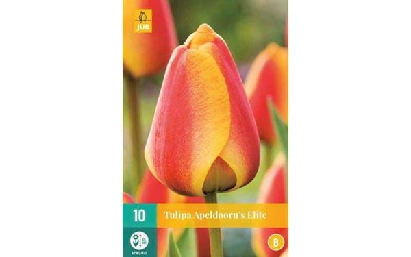 Kukkasipuli Tulip Apeldoorns Elite