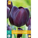 Kukkasipuli Tulip Queen of Night