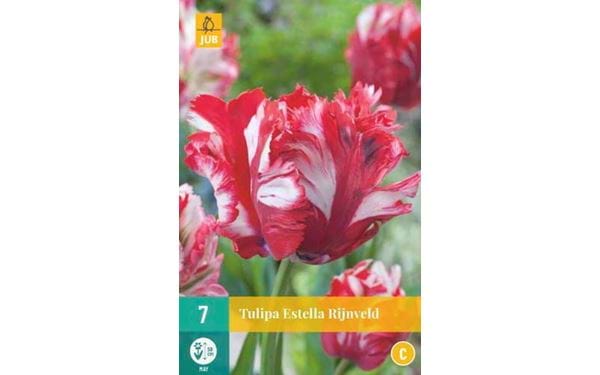 Kukkasipuli Tulip Estella Rijnveld