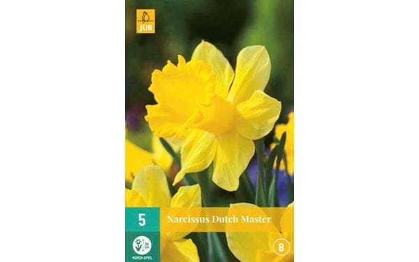 Kukkasipuli Daffodil Dutch Master