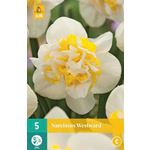 Kukkasipuli Daffodil Westward