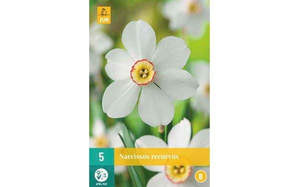 Kukkasipuli Narcissus recurvus
