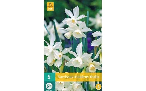 Kukkasipuli Narcissus triandrus Thalia
