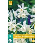 Kukkasipuli Narcissus triandrus Thalia