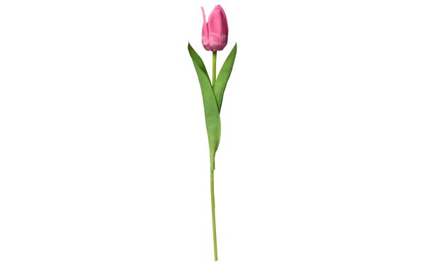 Kunstblume Tulip