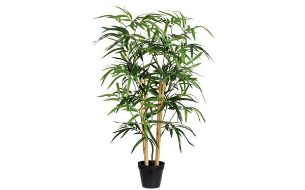 Ruukkukasvi Bambu 