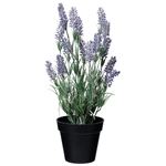 Topfpflanze Lavendel 