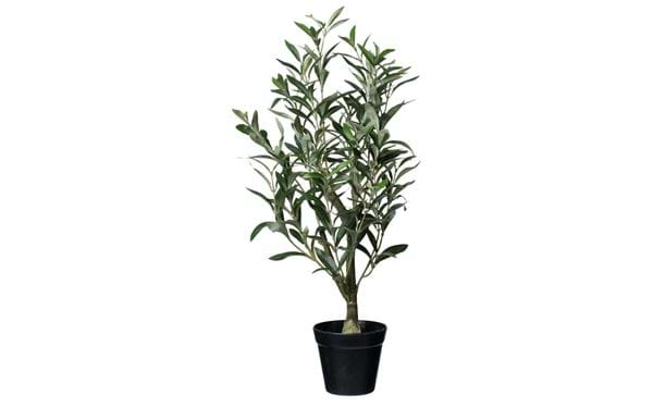 Topfpflanze Olivenbaum 