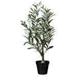 Topfpflanze Olivenbaum 
