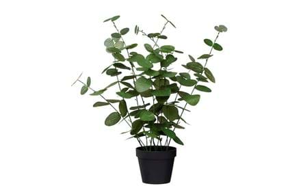 Topfpflanze Eukalyptus 