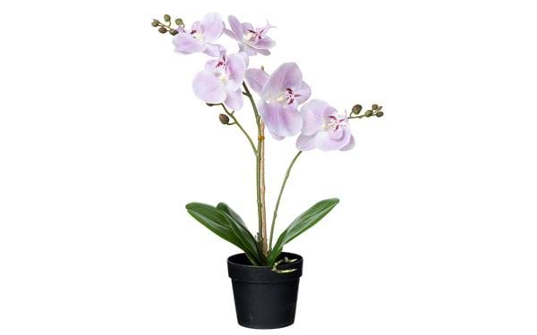 Topfpflanze Orchidee 