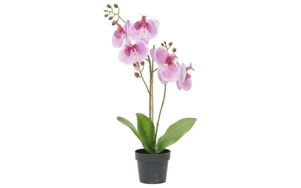 Topfpflanze Orchidee 