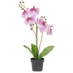 Ruukkukasvi Orkidea 